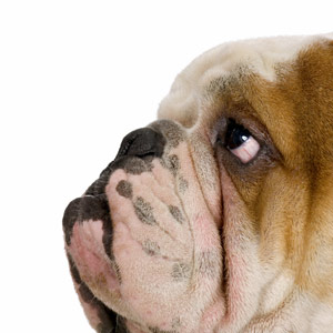 犬の健康な食事 犬の健康な食事