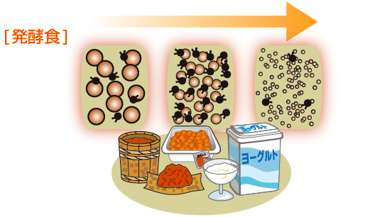 発酵食
