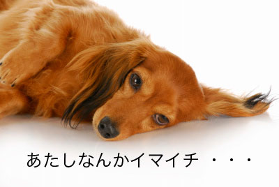 調子イマイチの犬