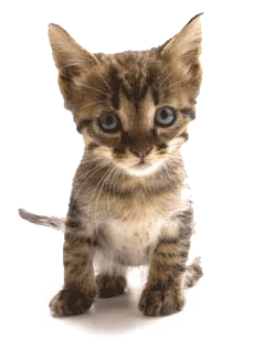 ペットバイタブルで健康なねこちゃん ペットバイタブルで健康なねこちゃん