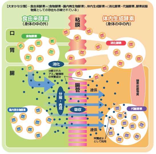 酵素の連携