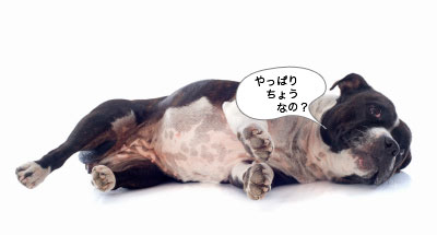 やっぱり腸なの? やっぱり腸なの?